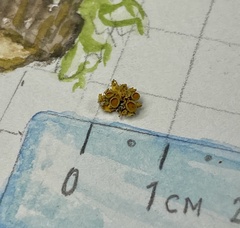 Polycauliona polycarpa