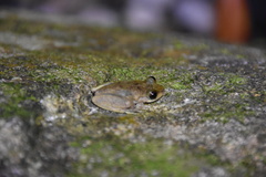 Ranoidea rheocola