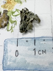 Ramalina leptocarpha