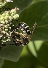 Halictus ligatus