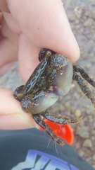 Metopograpsus frontalis