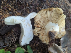 Russula