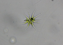 Selenastraceae
