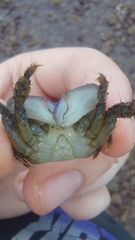 Metopograpsus frontalis