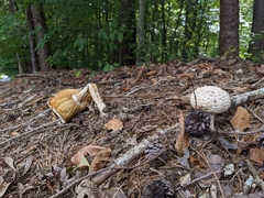 Agaricus augustus
