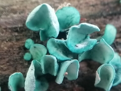 Chlorociboria aeruginascens