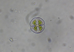 Cosmarium