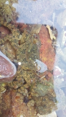 Metopograpsus frontalis