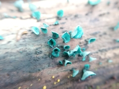 Chlorociboria aeruginascens