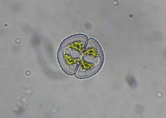 Cosmarium