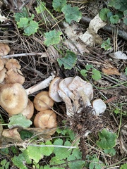 Armillaria mellea