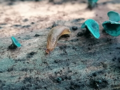 Arion intermedius