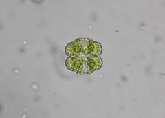 Cosmarium protractum