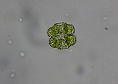 Cosmarium protractum
