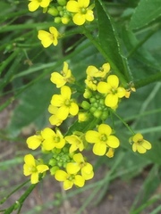 Bunias orientalis