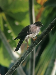 Harpagus bidentatus