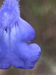 Salvia azurea