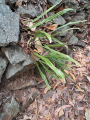 Pyrrosia longifolia