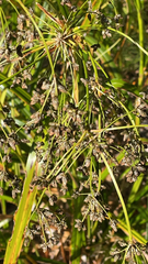 Scirpus microcarpus