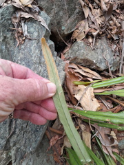 Pyrrosia longifolia