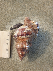 Ranella australasia