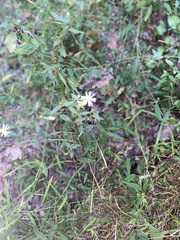 Symphyotrichum shortii