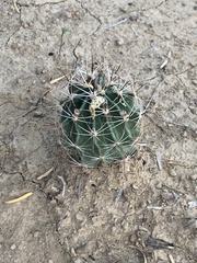Hamatocactus setispinus
