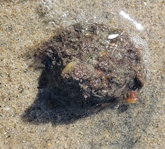 Megastraea undosa