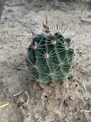 Hamatocactus setispinus