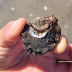 Megastraea undosa