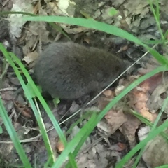 Microtus subterraneus