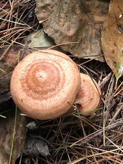 Lactarius vinaceorufescens