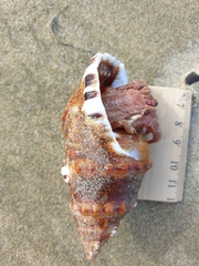 Ranella australasia