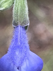 Salvia azurea