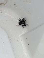 Phidippus regius