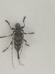 Acanthocinus obsoletus