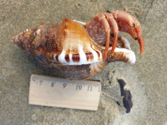 Ranella australasia