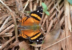 Hypanartia bella