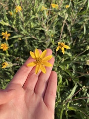 Wedelia hispida