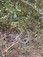 Salvia azurea