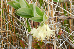 Lonicera villosa