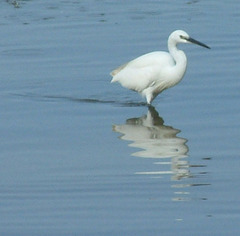 Egretta garzetta garzetta