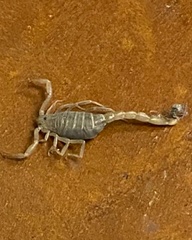 Vaejovidae