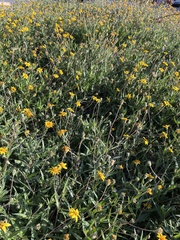 Wedelia hispida