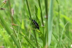 Epicauta cinctipennis