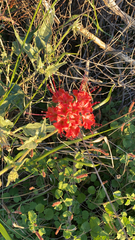 Nyctaginia capitata