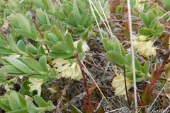 Lonicera villosa