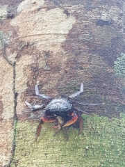 Goniopsis pulchra