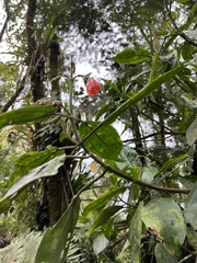 Meriania