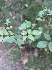 Ptelea trifoliata